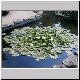 dscn0020 floating flowers.jpg